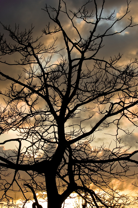 Tree at sunset