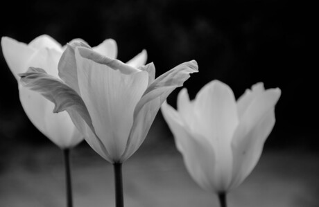 Tulips in the spring (B&W)