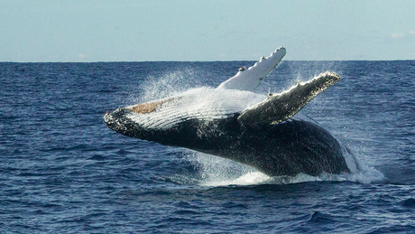 Bultrug walvis Sydney Australië3