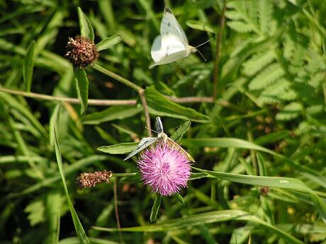 Witte Fladderpassie II