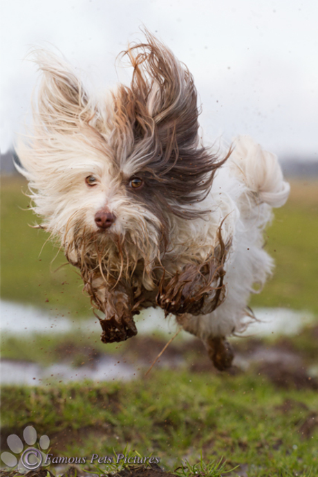 Toby 'fur ball'