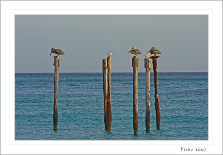 Pelikanen op stok