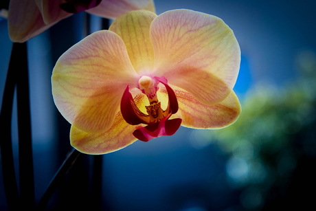 orchidee