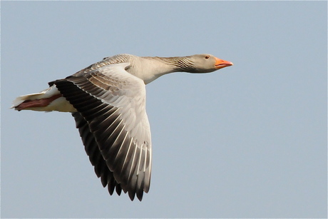 In vogelvlucht