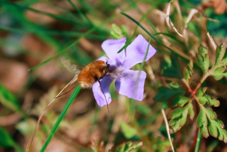 Vliegende insect boven bloem.