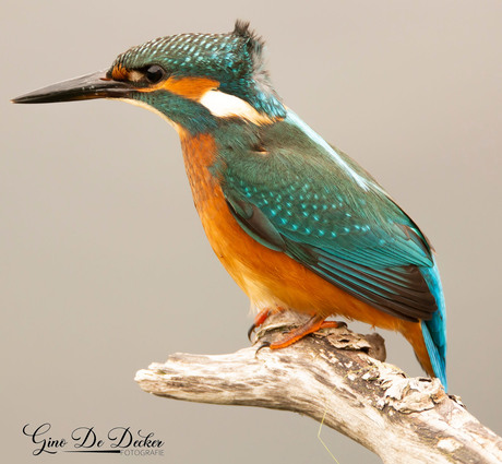 ijsvogel in de wind