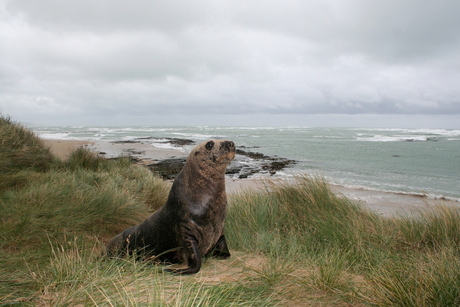 2007 Nieuw Zeeland 11200.jpg