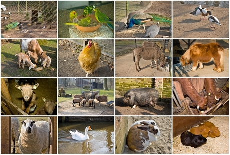 Dieren van de Kinderboerderij Buiten