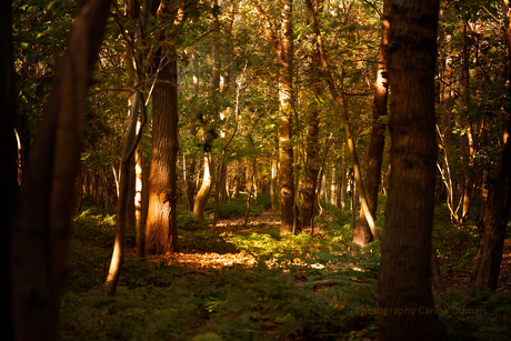 Herfstwandeling