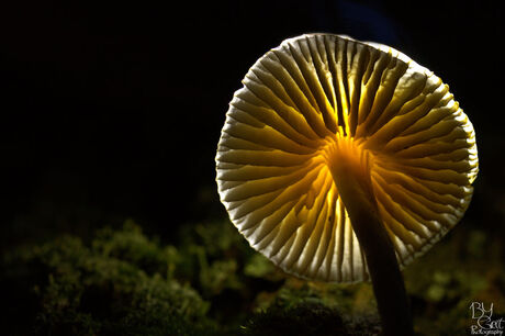verlichte paddenstoel