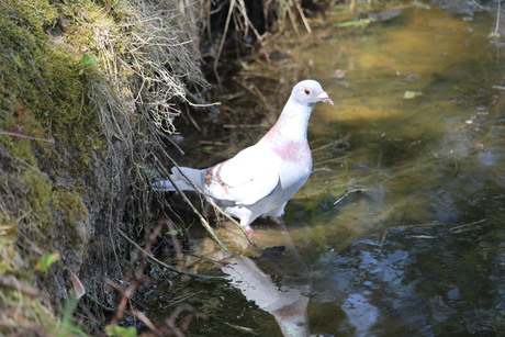 pootje baden