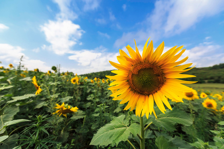 zonnebloemveld