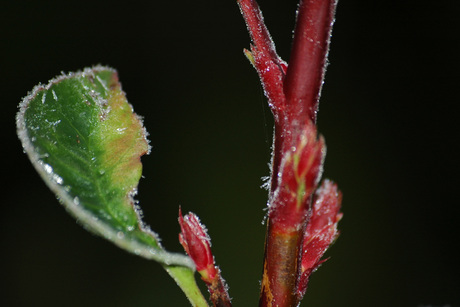Vorst op bladeren