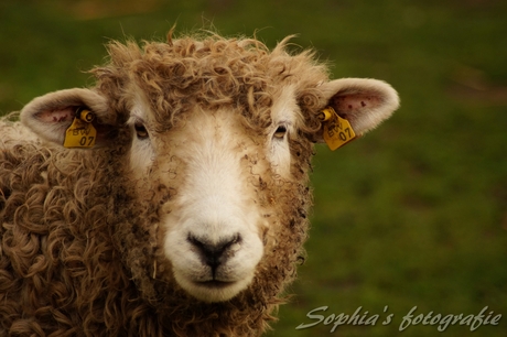 Schaap op de kinderboederij