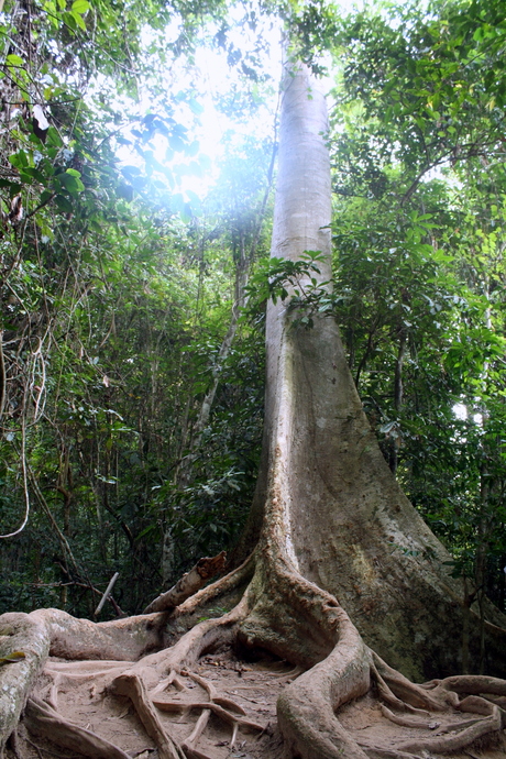 Gigant in Maleisisch regenwoud