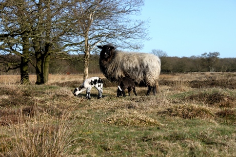 Lente in Drenthe