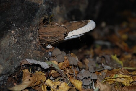 Paddestoelen onder een dakje