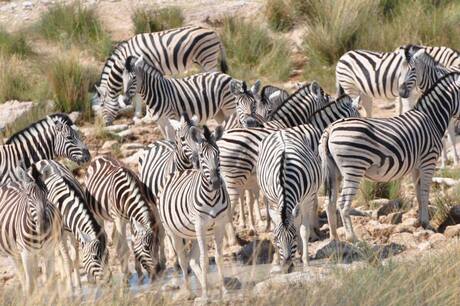 Black and White stripes