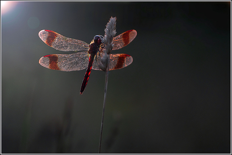 bandheidelibel in tegenlicht
