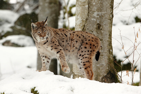 Lynx