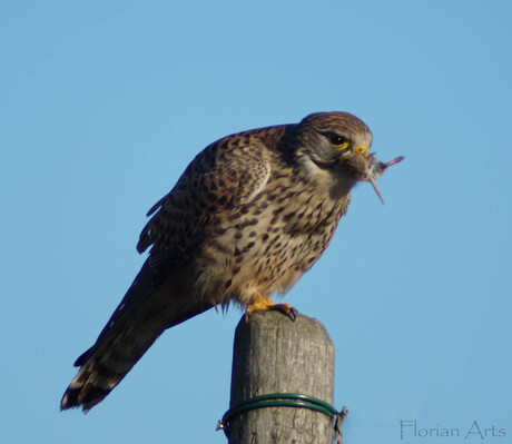 De Torenvalk (Falco tinnunculus)