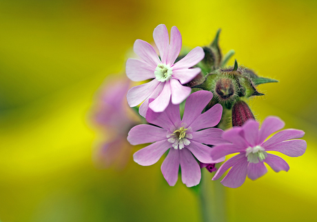 Dagkoekkoeksbloem