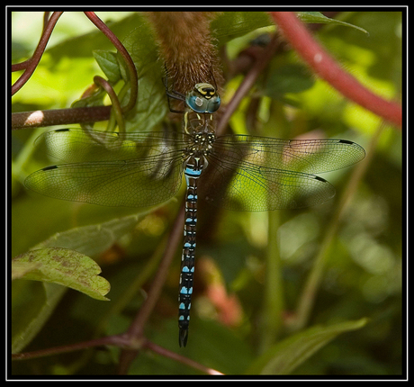 Weer die Libelle