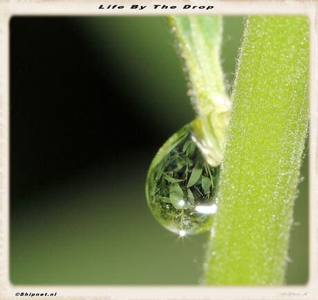 Life By The Drop