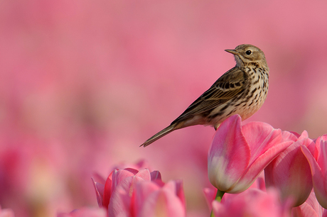 Graspieper op tulp