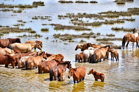 Wild horses in a Mongolian Lake