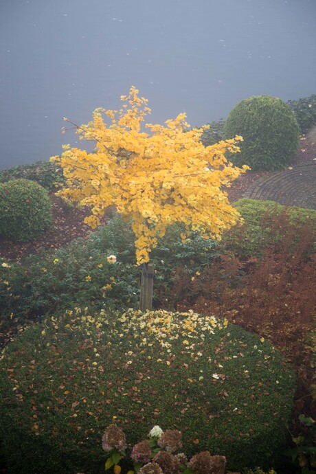 Ginkgo biloba 'Mariken