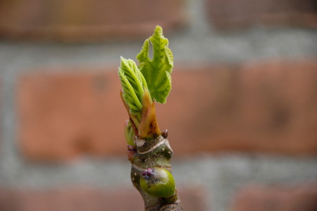 zijn eerste blad