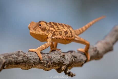 Flap-Necked Chameleon II