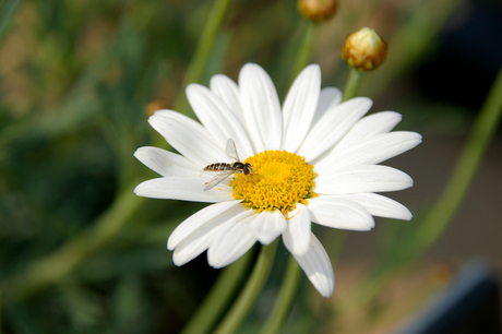 Margriet