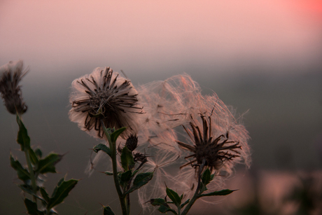 Distel