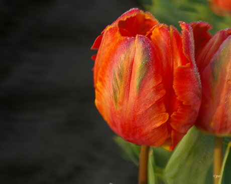 Tulp