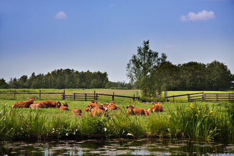 Koeien in De Meije