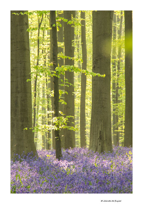 Lente in het Hallerbos 2