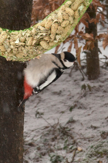 Specht op bezoek in de sneeuw