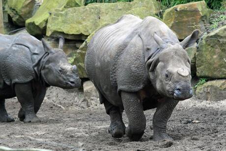 Neushoorn zonder hoorn ...