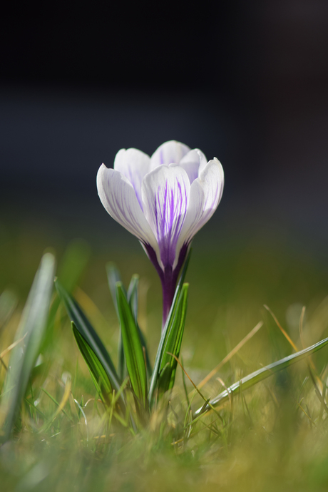 Heerlijk die eerste zonnestralen