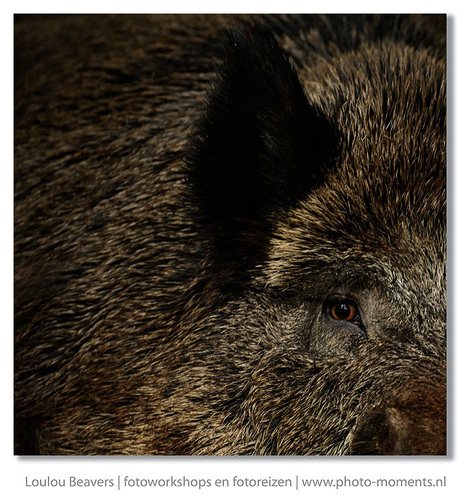 They eye of a boar