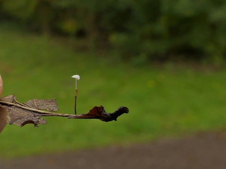 eikenblad mycena