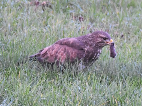 Buizerd - Buteo buteo