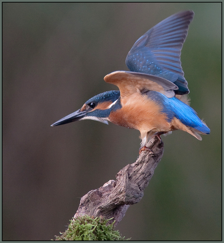 IJsvogel