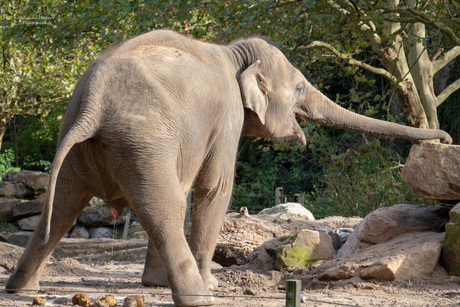 olifant blij dat die geplast heeft