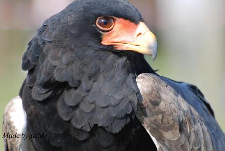 Bateleur