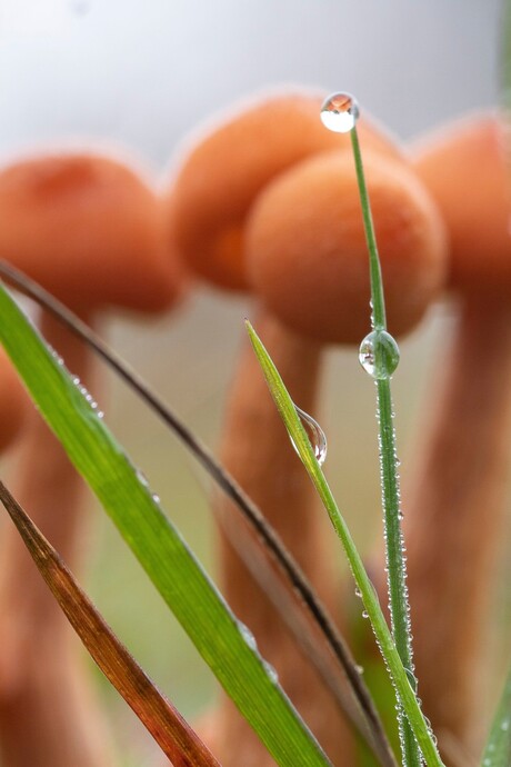 Druppels met paddestoelen