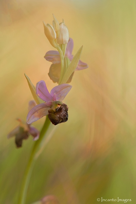 Een hele mooie orchis uit de viroinvallei