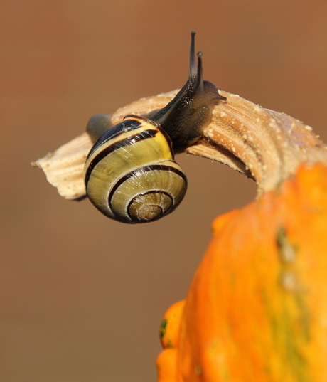 slak in de herfstzon